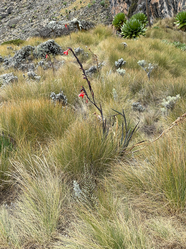 Image of Rift Gladiolus (Gladiolus watsonioides) by (c) Jared Lincenberg, some rights reserved (CC BY)