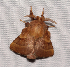 Malacosoma disstria