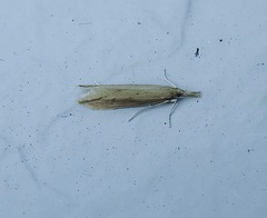 Donacaula melinellus