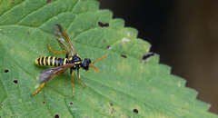 Tenthredo scrophulariae