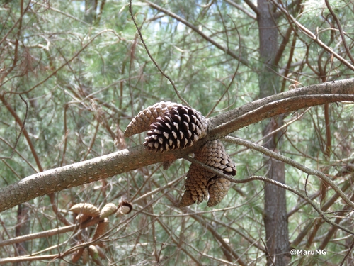 Gregg's pine