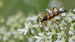 Strangalia attenuata