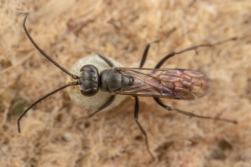 Potter Spider Wasp, photo 9 of 10