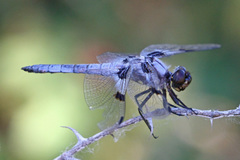 Libellula nodisticta