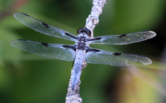 Libellula nodisticta