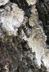 Neoclytus scutellaris