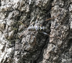 Neoclytus scutellaris