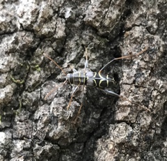 Neoclytus scutellaris