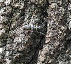 Neoclytus scutellaris