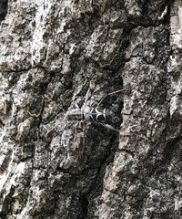 Neoclytus scutellaris