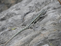 Sceloporus couchii