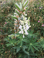 Lupinus polyphyllus