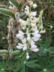 Lupinus polyphyllus