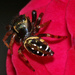 Arañas Saltarinas - Photo (c) kim fleming, algunos derechos reservados (CC BY-NC-ND)