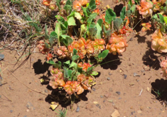 Tripterocalyx micranthus