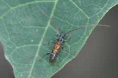 Neocompsa tenuissima