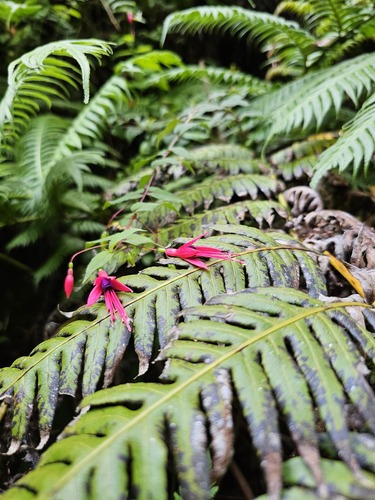 Fuchsia coccinea, photograph 4