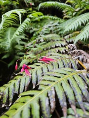 Fuchsia coccinea, photograph (c) Claude Kolwelter, some rights reserved (CC BY)
