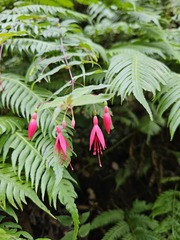 Fuchsia coccinea, photograph (c) Claude Kolwelter, some rights reserved (CC BY)