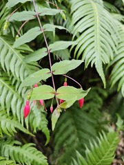 Fuchsia coccinea, photograph (c) Claude Kolwelter, some rights reserved (CC BY)