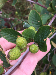 Alnus alnobetula crispa