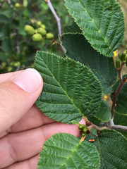 Alnus alnobetula crispa