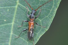 Neocompsa tenuissima