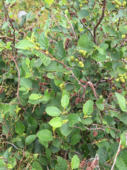 Alnus alnobetula crispa