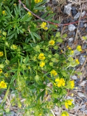 Potentilla bimundorum