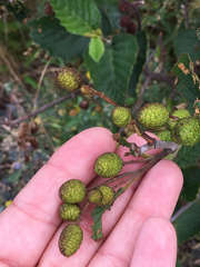 Alnus alnobetula crispa