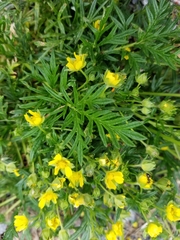 Potentilla bimundorum