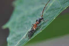 Neocompsa tenuissima