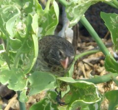 Geospiza acutirostris