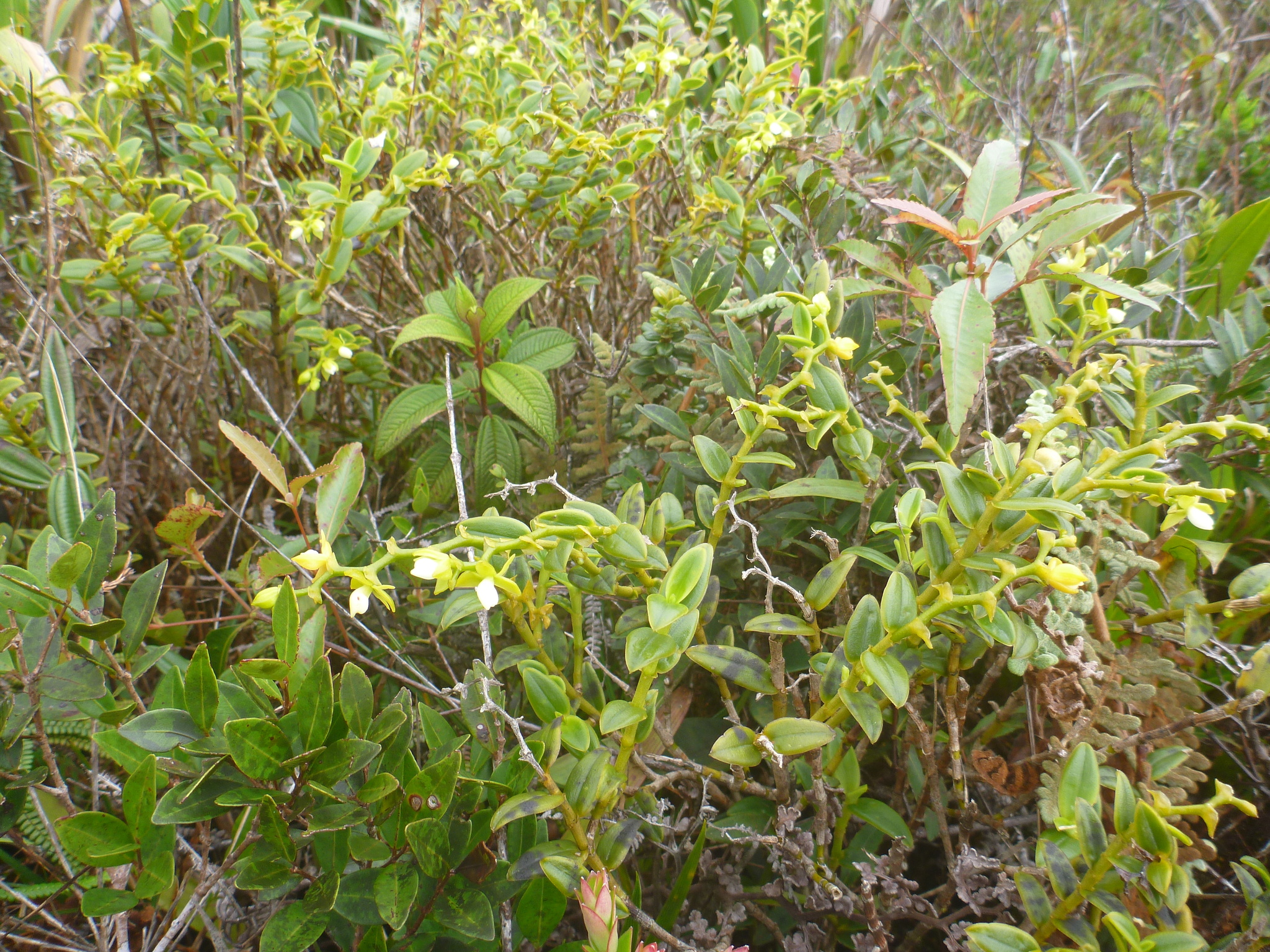 Epidendrum stenocalymmum Hágsater & G.Calat. 2