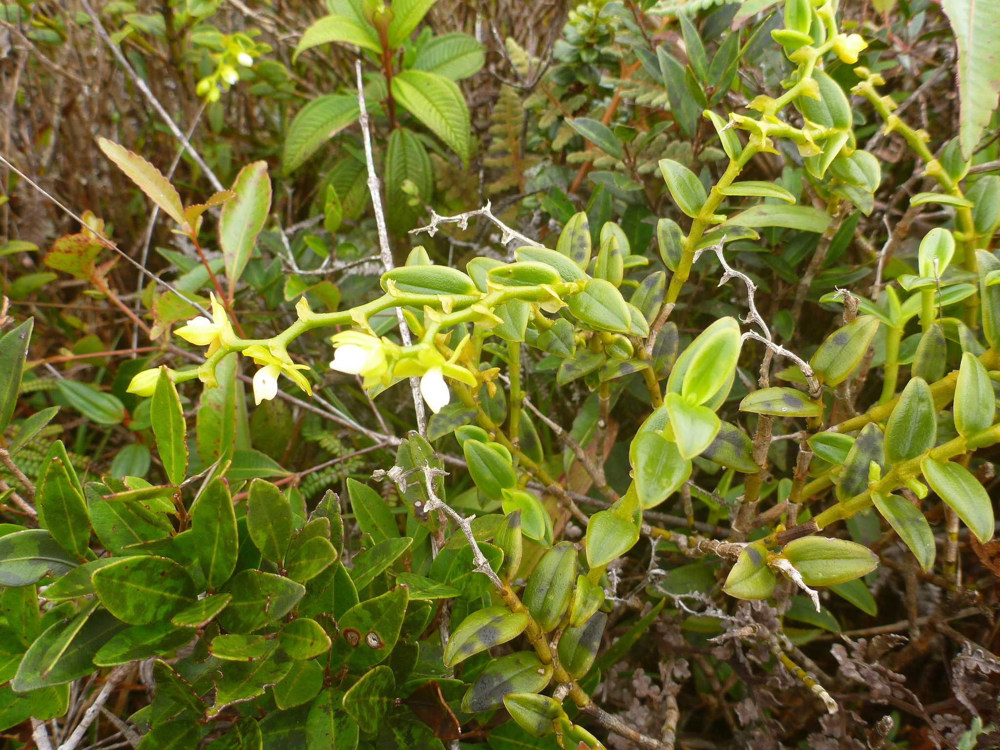 Epidendrum stenocalymmum Hágsater & G.Calat.