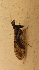 Plega dactylota