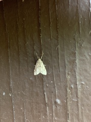 Aglossa pinguinalis