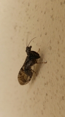 Plega dactylota