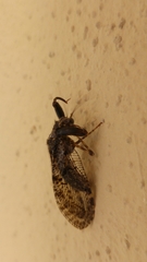 Plega dactylota