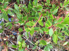 Vaccinium angustifolium