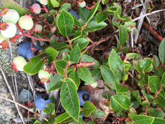 Vaccinium angustifolium