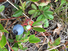 Vaccinium angustifolium