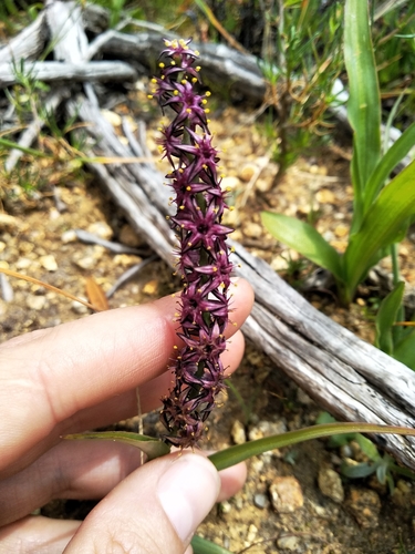Black Spikelily (Wurmbea recurva)