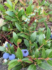 Vaccinium angustifolium