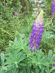 Lupinus polyphyllus