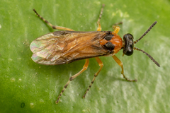 Athalia rosae