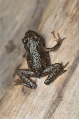 Coastal Tailed Frog