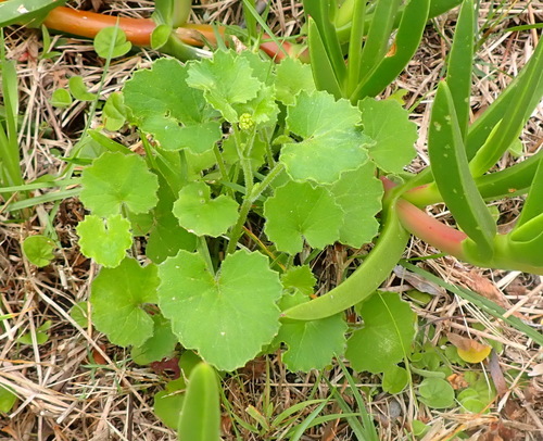 Image of Cineraria geifolia by (c) Nicola van Berkel, some rights reserved (CC BY-SA)