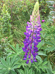 Lupinus polyphyllus