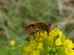 Parhelophilus laetus